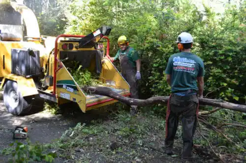 tree services Greeley Hill